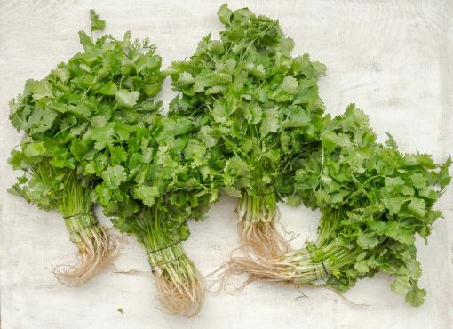 Picture of Coriander Leaves - Dhaniya -100gms