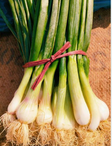 Picture of Spring Onion - With roots - 250g